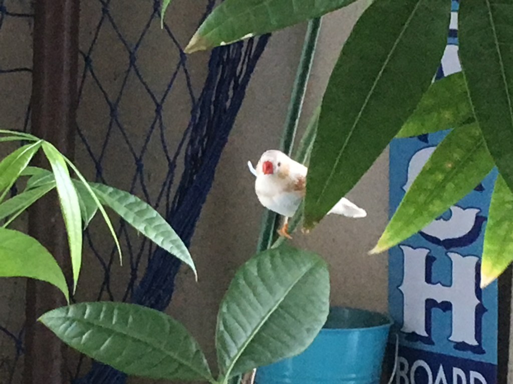 2019-04-28 The Miracle of New Life – Part&nbsp;2