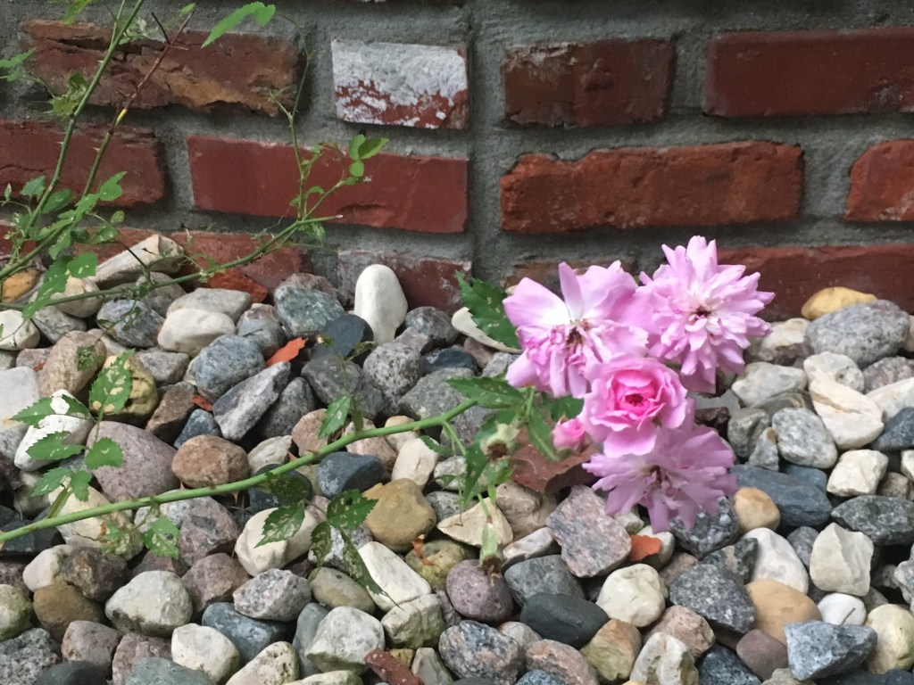 2019-06-30 Super-Sized Sunday&nbsp;Status