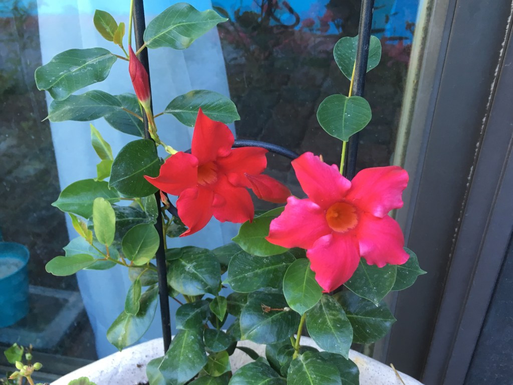 2019-08-14 Wednesday Wanderings