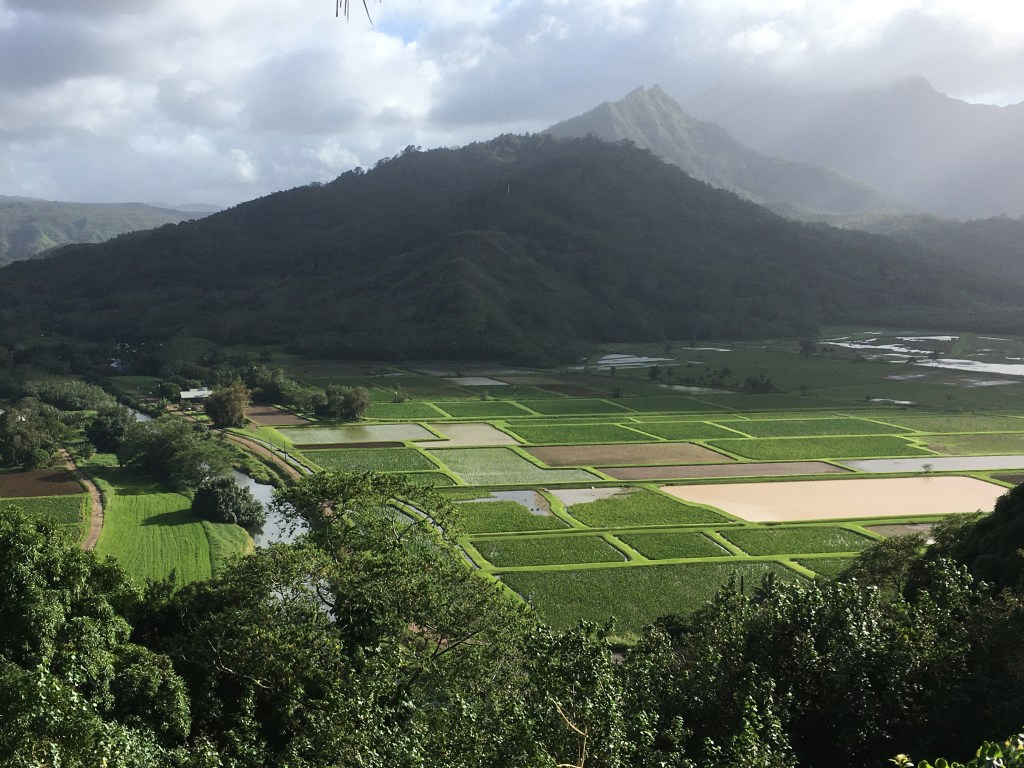 2020-02-26 Chickens and Squirrels and Pies, Oh My 🐓🐿&nbsp;🥧