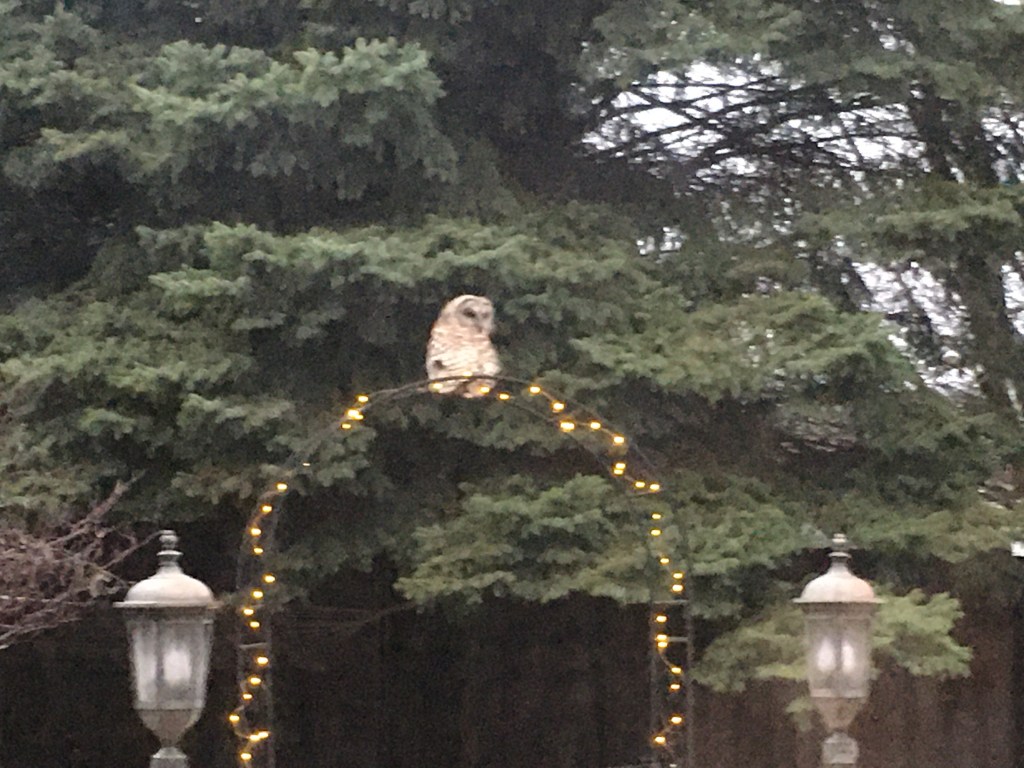 2020-03-12 SugarCookie Shit Series Episode 1: The Lit Mag Identity Crisis