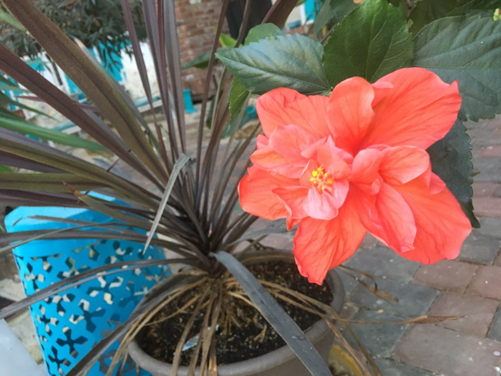 2020-04-15 Rediscovering the Bloom&nbsp;Inside…