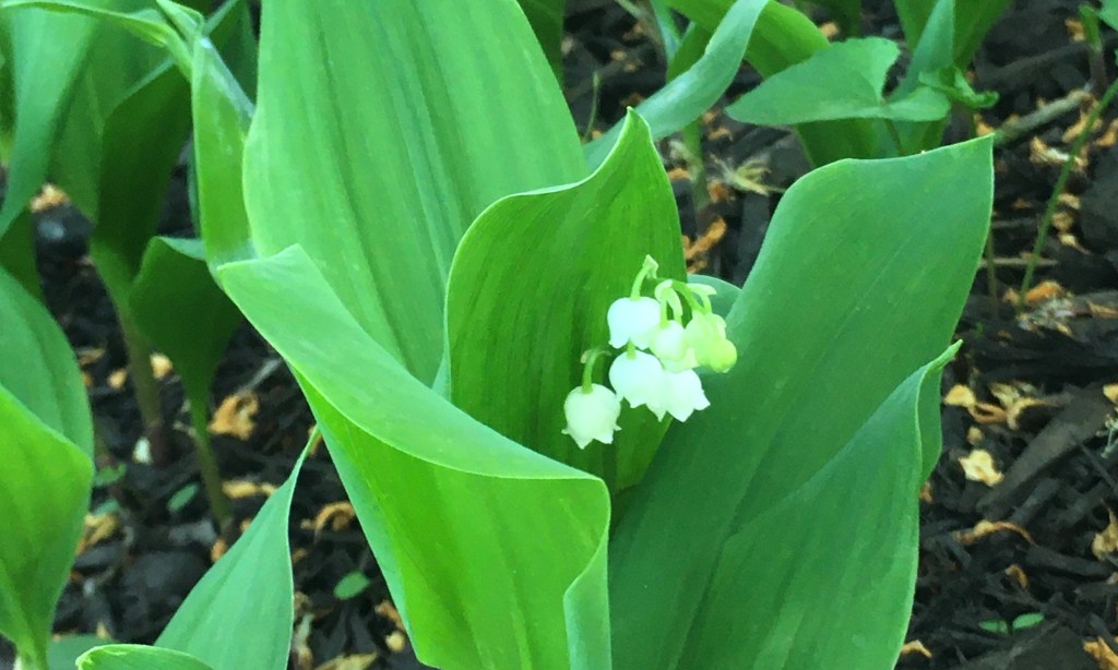 2020-05-04 A Zone 7 Beauty Thriving in Zone 5