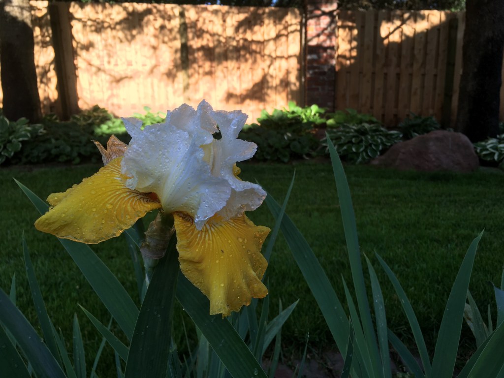 2020-06-04 Elephants and Mice and&nbsp;Men