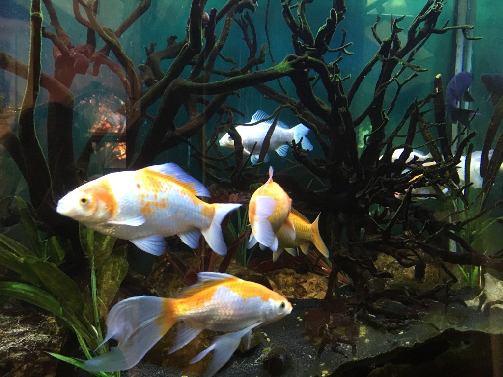 2020-07-11 Convenience Store&nbsp;Blues