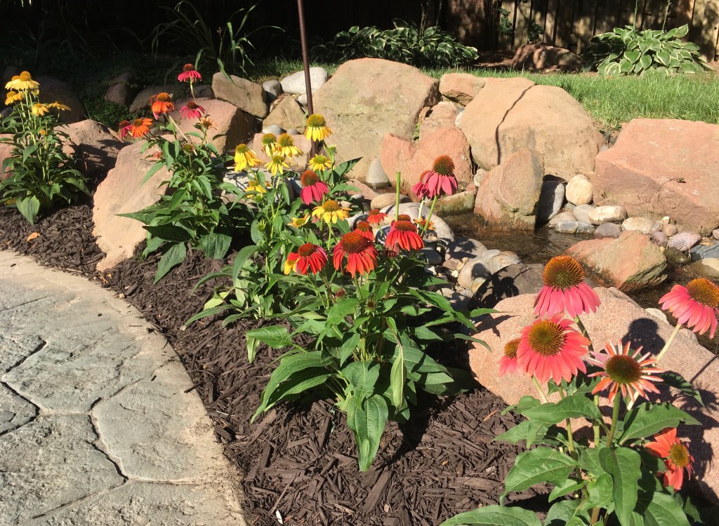 2020-08-19 Miss SugarCookie Attempts to Answer the Question “What are you gonna do with your life?” 😉