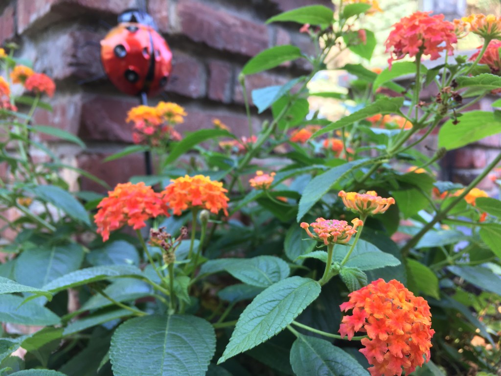 2020-08-24 Hot as&nbsp;Balls