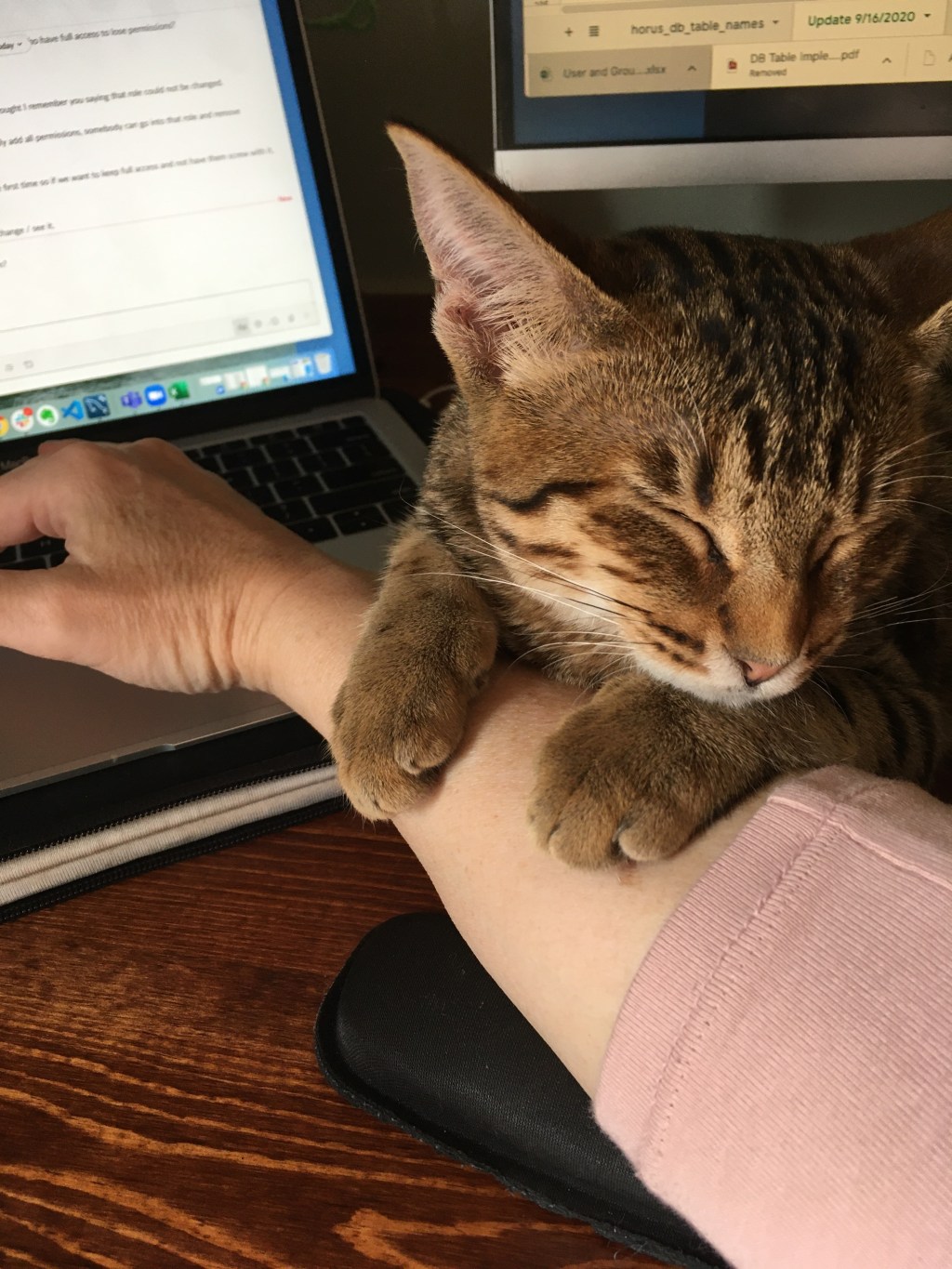 2020-09-16 Kittens of the Castle 🐱🏰