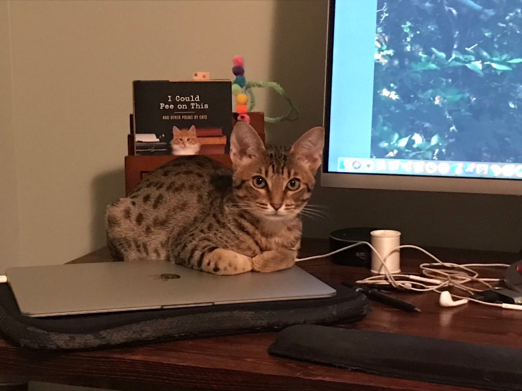 2020-09-08 The One About Shiny Objects and the Meaning of Life… with Kittens!! 🐱