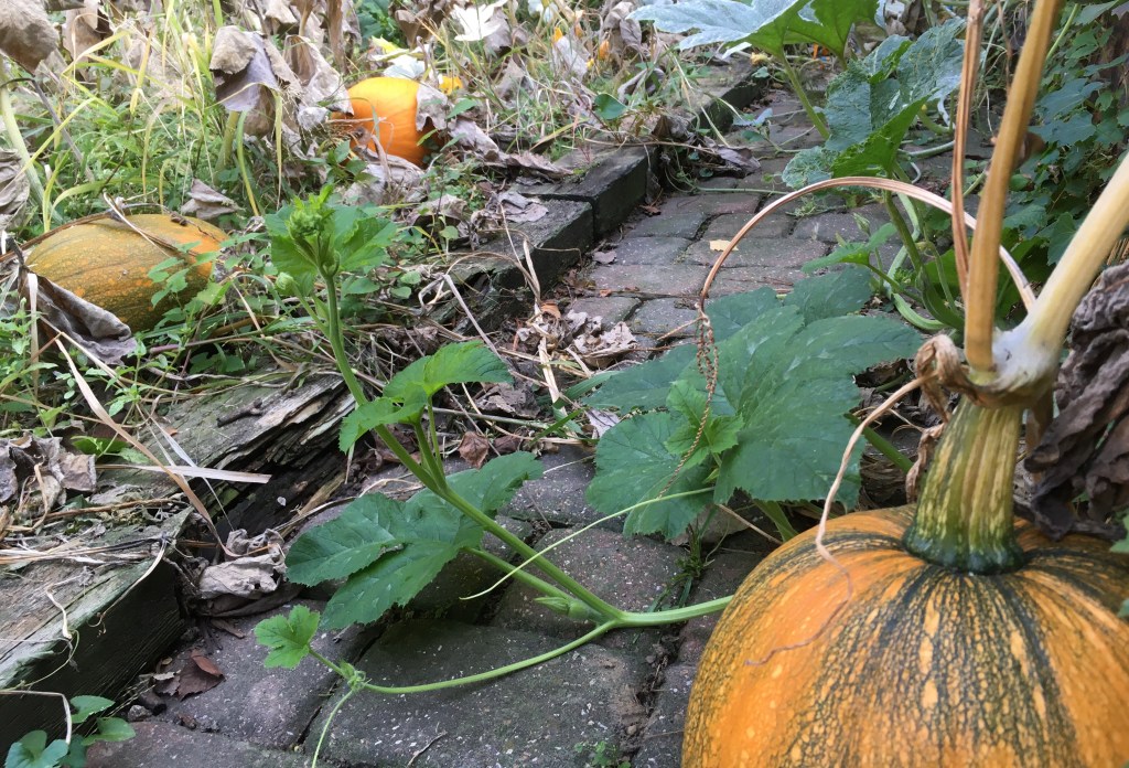 2020-09-28 Staring Down the Barrel of a Loaded…