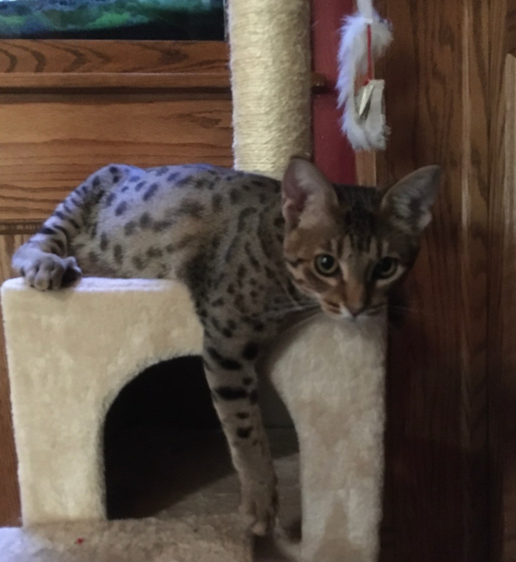 2020-09-27 It’s All Just So Rhetorical