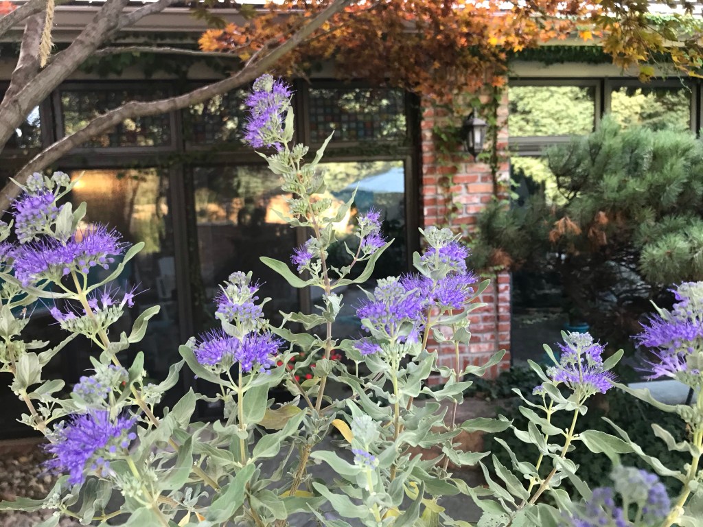 2020-09-15 Monday Colored Glasses