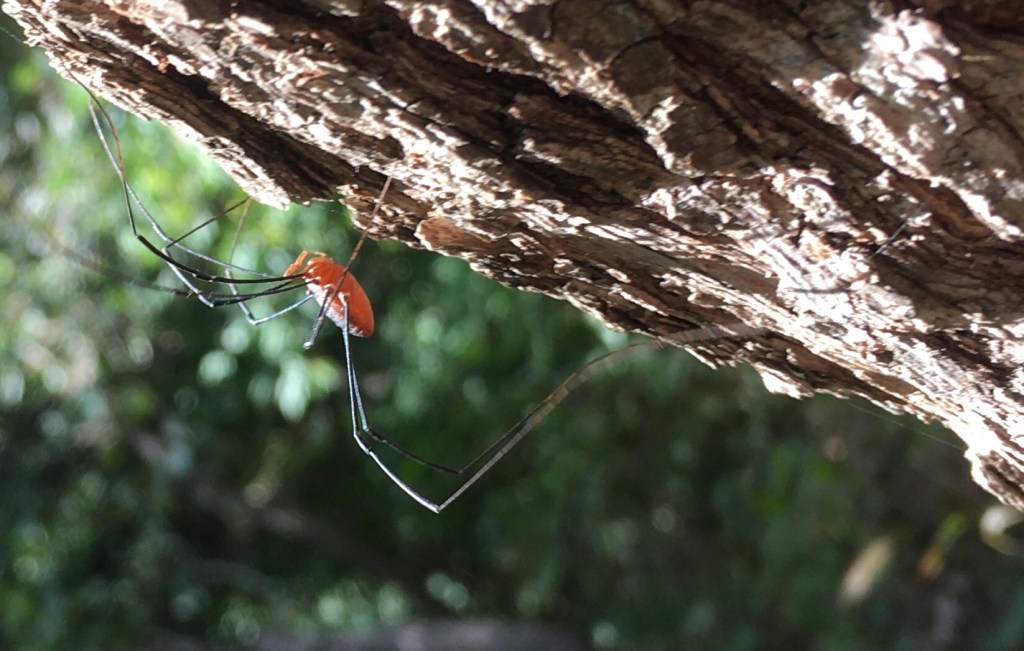 2020-10-05 A Day at Waubonsie