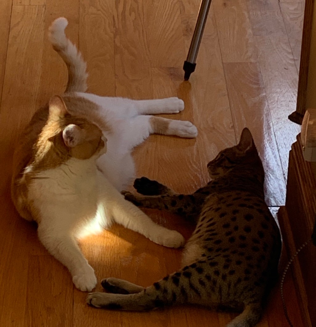 2020-10-06 Life as a Kitten&nbsp;Mama