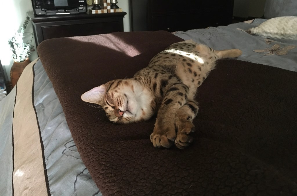 2020-11-02 What to do When the World is Bananas Part 2&nbsp;🍌🍌