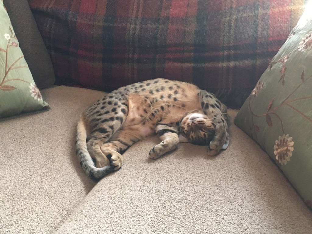 2020-11-17 It’s a&nbsp;Trap