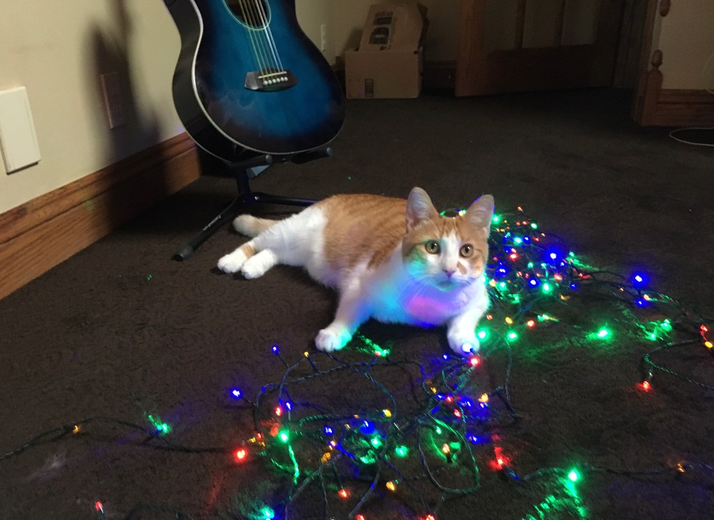 2020-11-28 The Clandestine Miss SugarCookie Miraculously Finds Five Hundred Followers