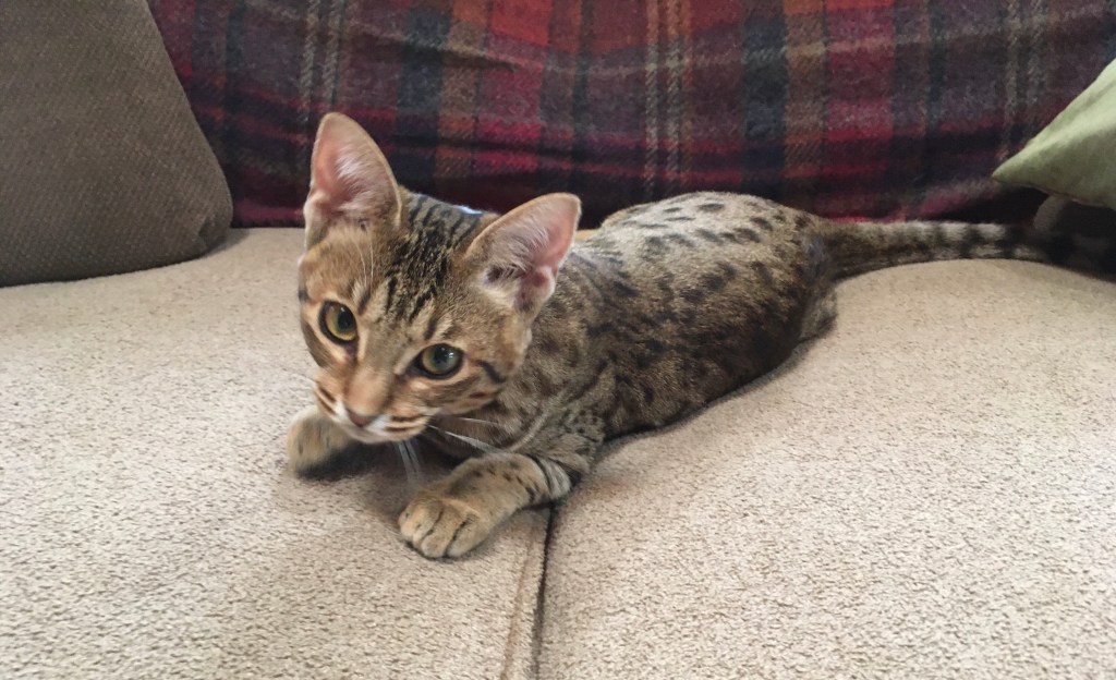 2021-01-02 Flip the Day…&nbsp;🤸