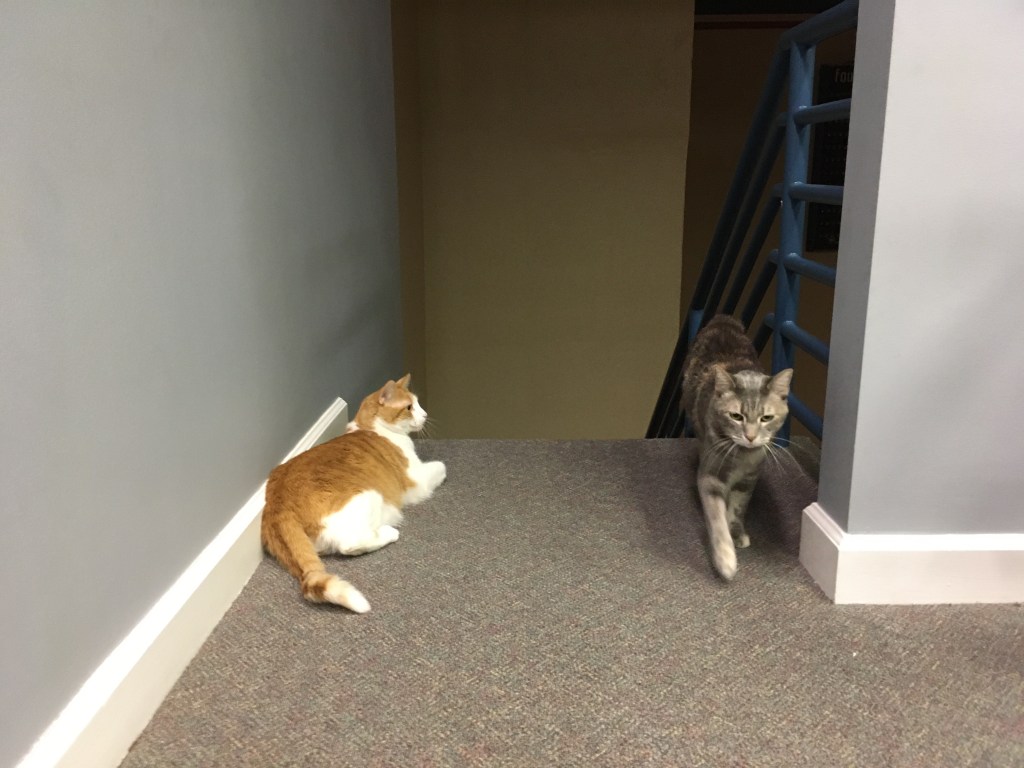 2021-01-22 Good News in My Inbox is Bad News for the Litter&nbsp;Box