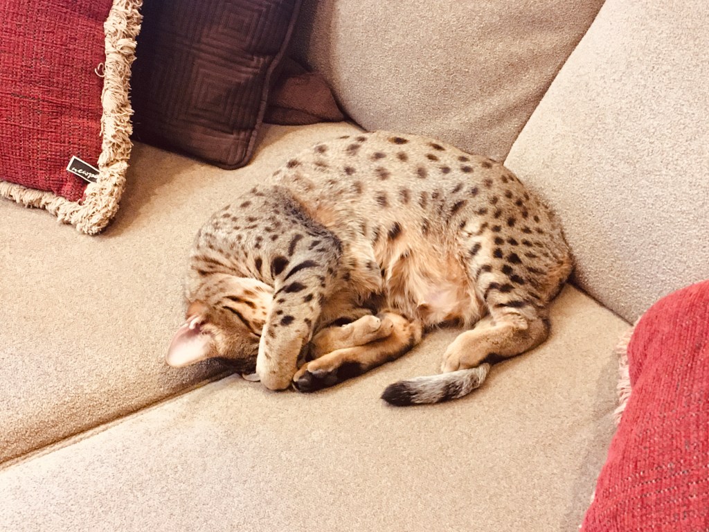 2021-02-08 Why Was I Looking Forward to Monday?