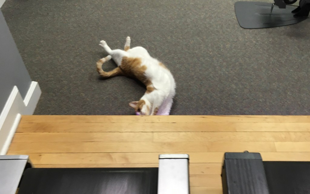 2021-02-06 What’s Got My Brain in a Bunch on a Saturday?