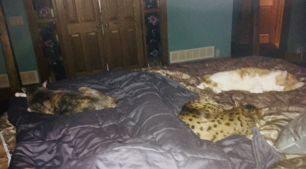 2021-02-16 A Good Day to Hide Inside and Under Blankets! ❄️ 🥶&nbsp;💙