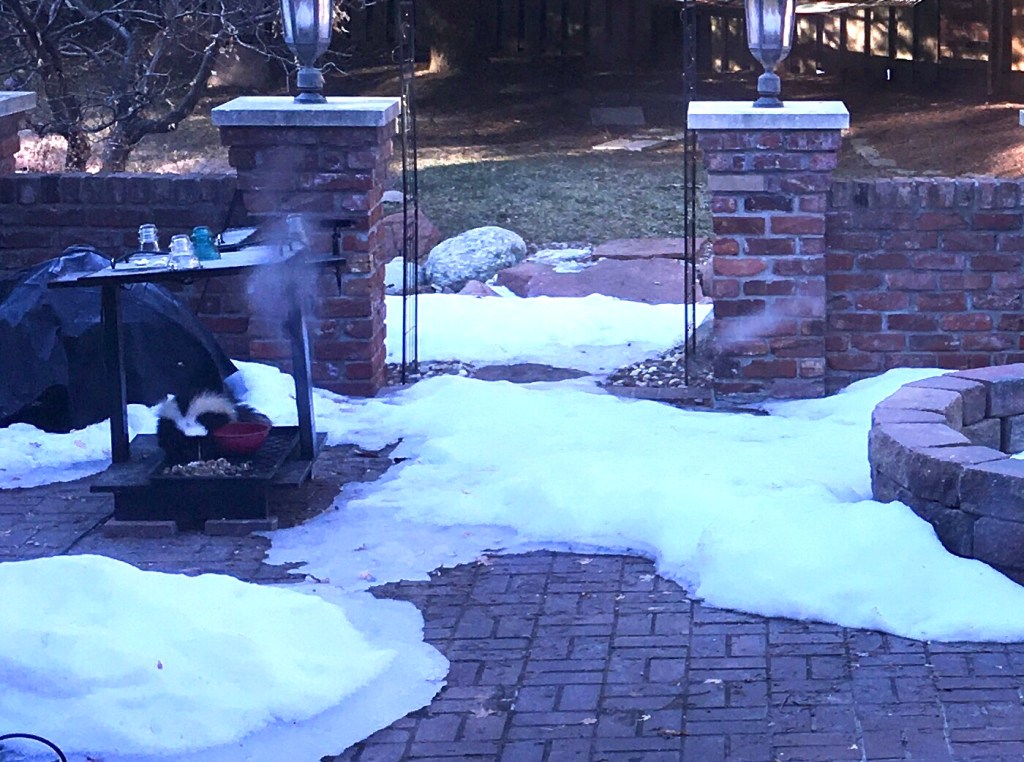 2021-03-02 In Like a Lamb?!…&nbsp;🐑🔜🦁