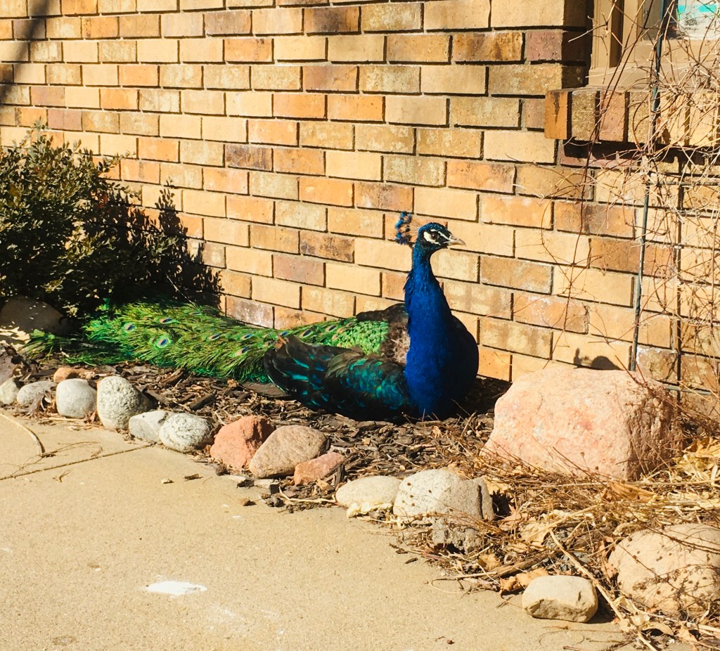 2021-03-07 Checking It and (Mostly) Not Wrecking It ❤️💤☯️ ✔️✔️✔️