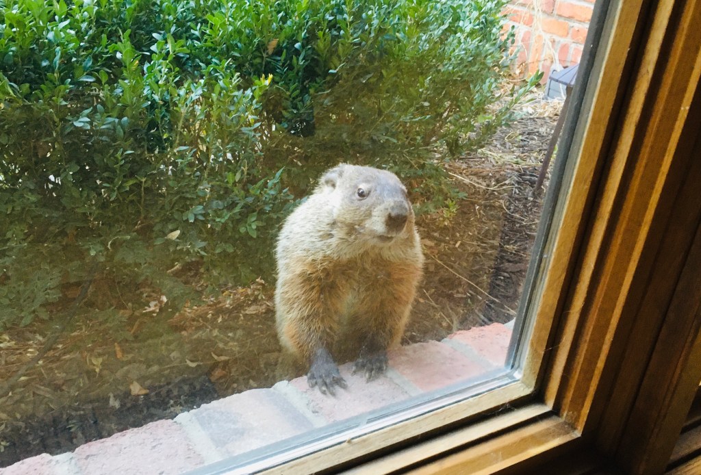 2021-04-01 Hello April!&nbsp;🌷