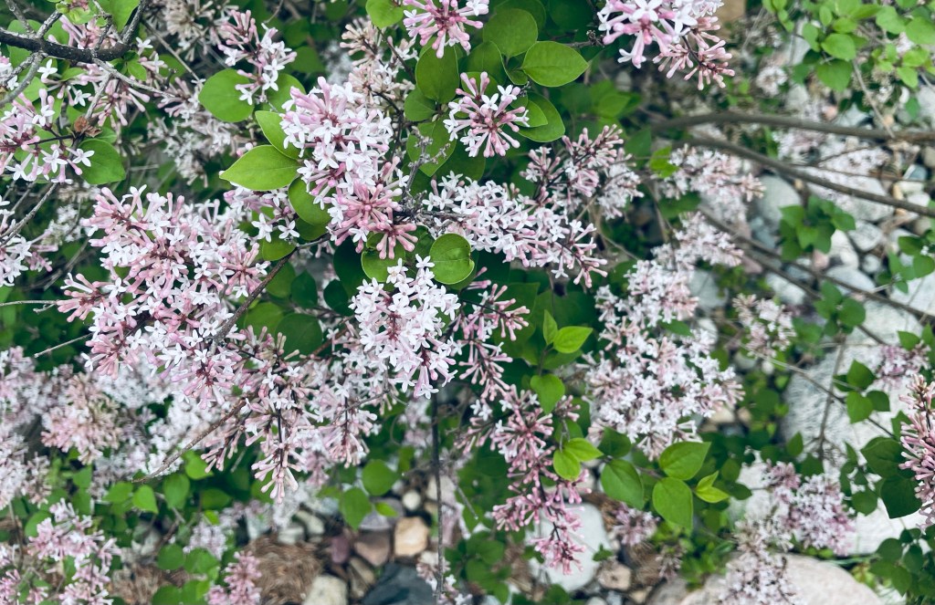 2021-05-05 Much Ado About the Fate of the Human&nbsp;Race