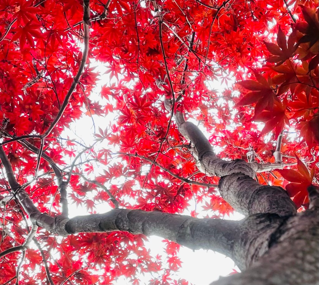 2021-05-06 When You Find What Works, Don’t Fight It 🌳