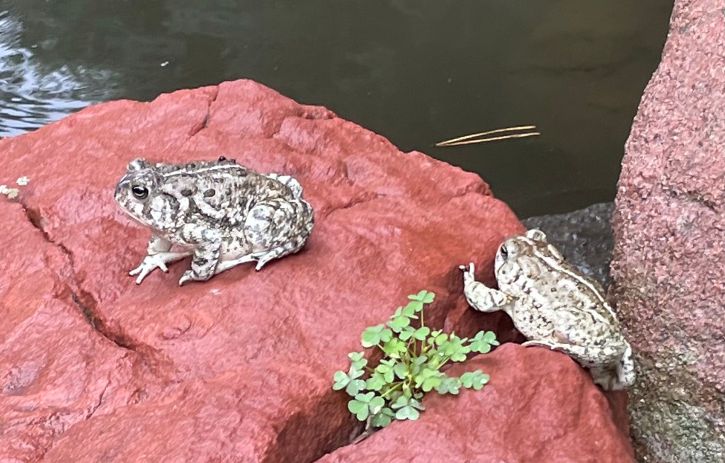 2021-07-16 This Blog Post is Not About Toads&nbsp;🐸🐸🐸