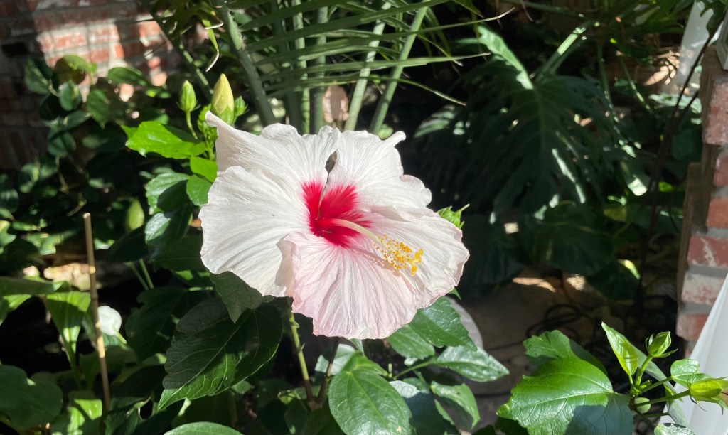 2021-12-09 Random This and That Thursday ✍🏻💊📖🤷♀️…