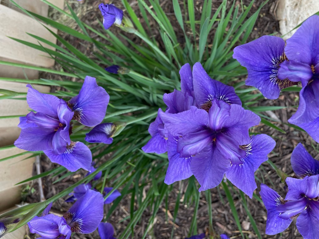 2022-01-10 Another Year in the&nbsp;Rearview