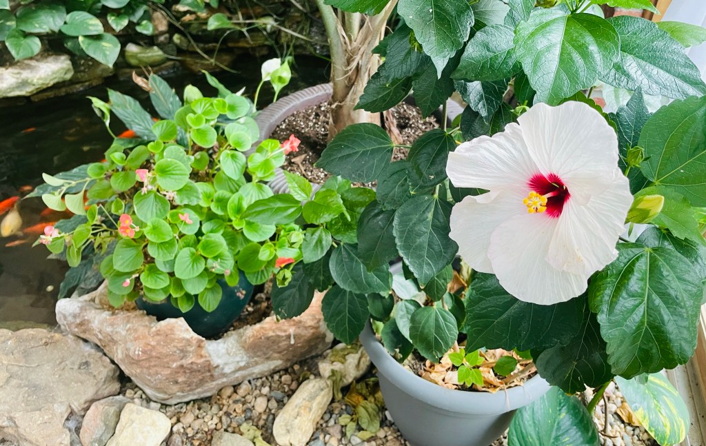 2022-02-16 The Newest New&nbsp;Shiny