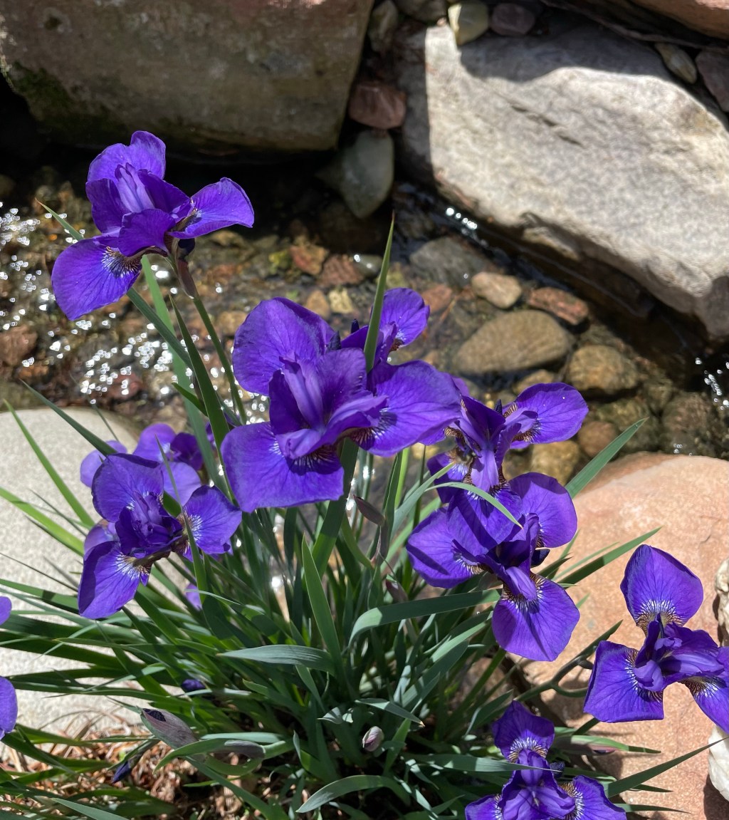 2022-05-21 Sharing the Wheel with the Universe