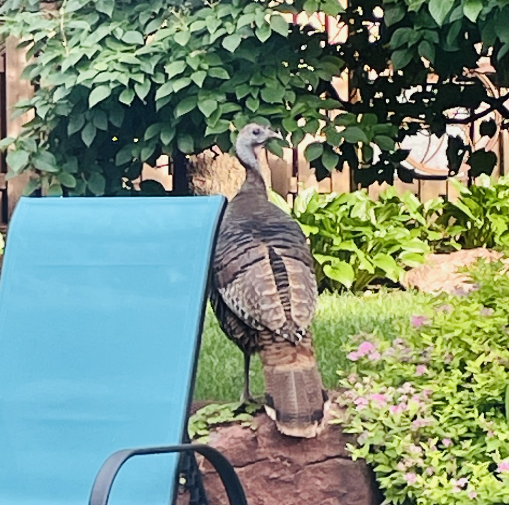 2022-06-13 #1000WordsOfSummer Day 10: Feels Like a Good Day to Write about Turkey&nbsp;✍️🦃