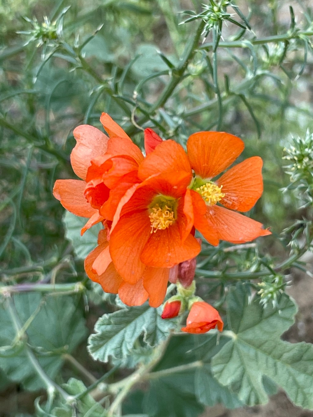 2022-08-26 Epic Summer Road Trip Days 3,4,&6: Big Scenery and Big Changes in&nbsp;Scenery