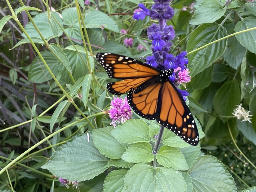 2023-10-07 Entering Stealth Poet Mode, but To What&nbsp;End?