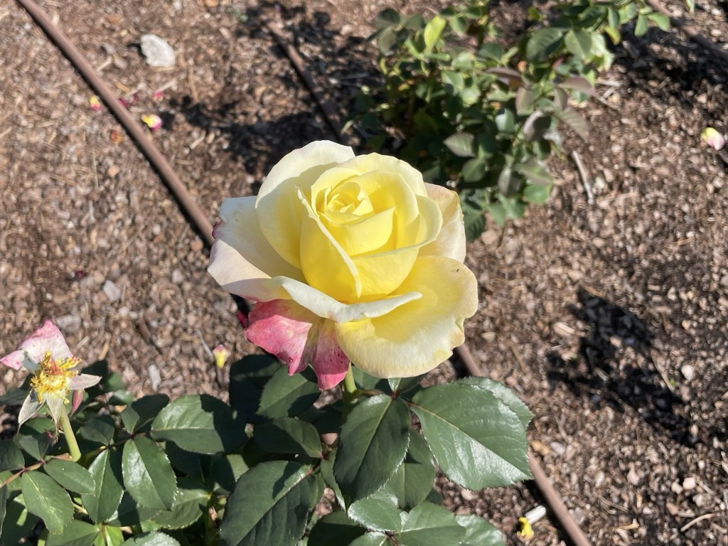 Protected: 2023-10-12 Not Your Ordinary Thursday&nbsp;Struggle