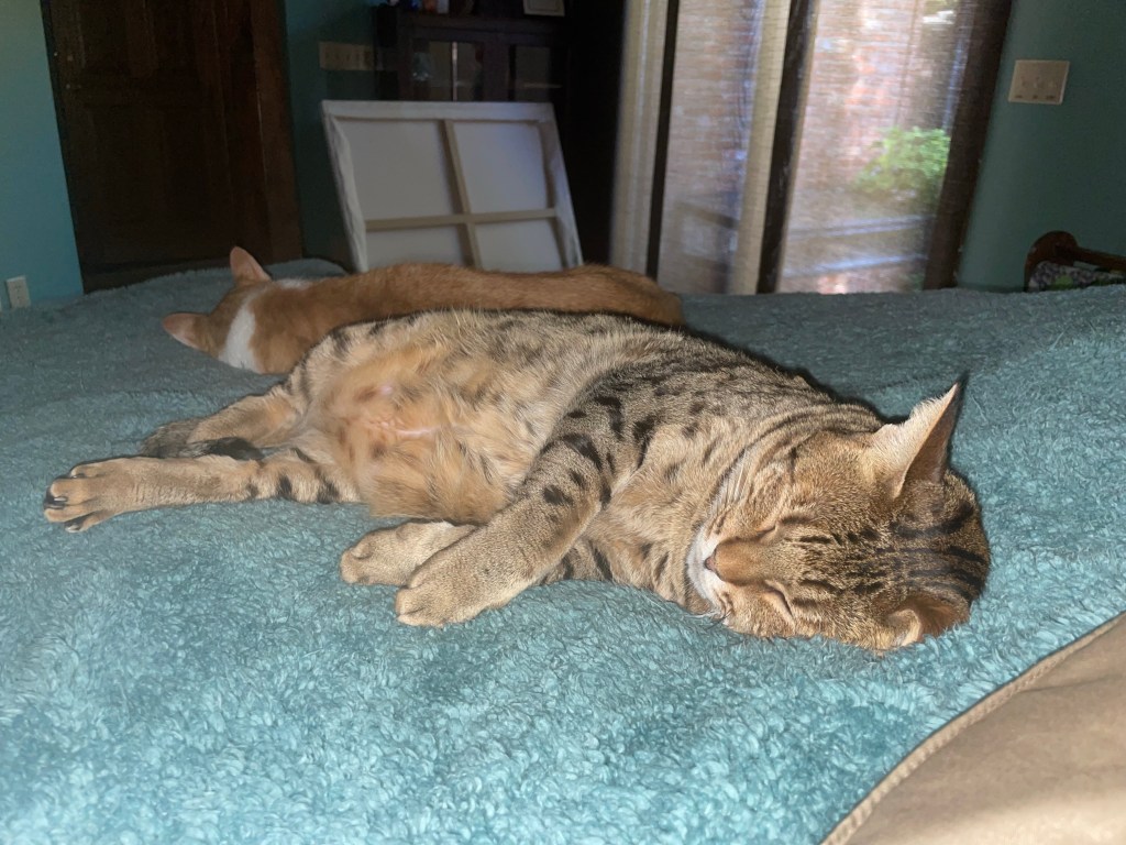 Protected: 2023-10-21 Cold Turkey Say&nbsp;What?!