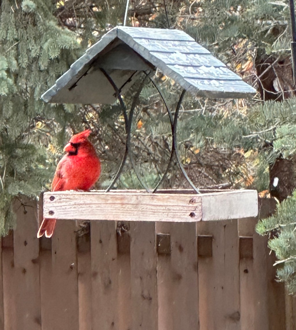 2025-01-04 Maybe I Will, and Maybe I Won’t