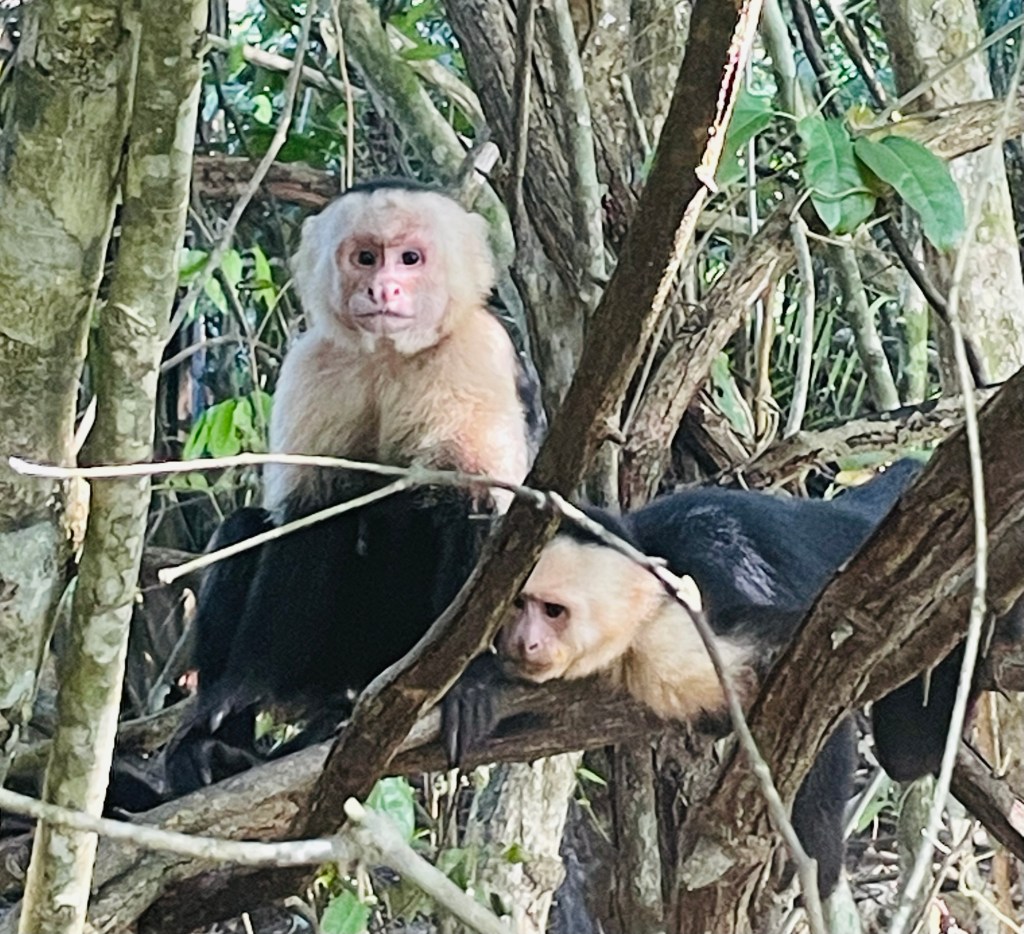 Protected: 2025-01-15 When the Circus Comes to Town in&nbsp;January